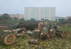 Ornitolog - wycinka drzew