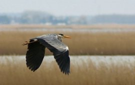 ornitolog szczecin czapla siwa